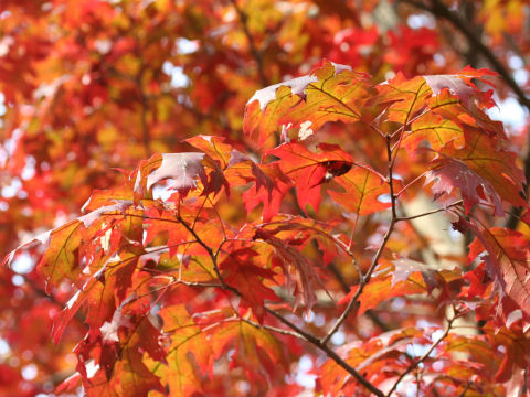 Quercus coccinea