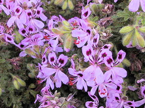 Pelargonium quercifolium cv. Fair Ellen