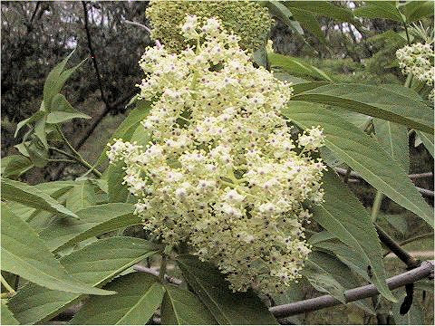 Sambucus racemosa