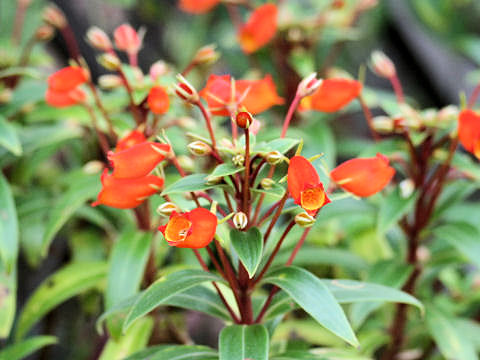 シーマニアはどんな植物 わかりやすく解説 Weblio辞書