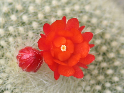 Notocactus haselbergii