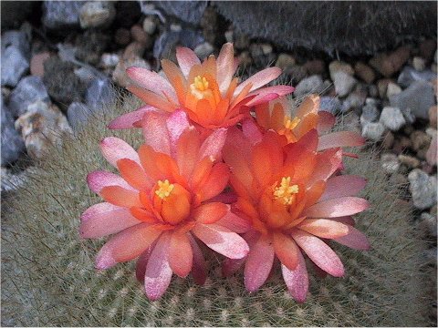 Notocactus haselbergii