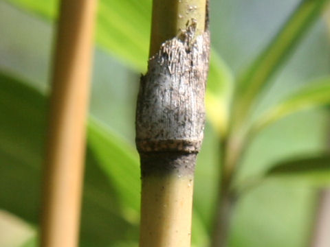 仙台紫篠はどんな植物 Weblio辞書