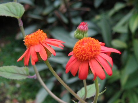 Senecio confusus