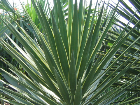 Yucca aloifolia f. marginata