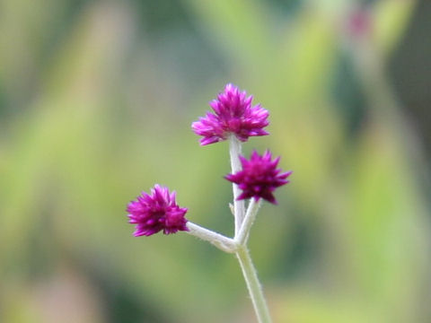Alternanthera porrigens cv. Senniti-kobo