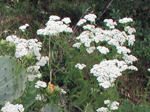 Achillea millefolium