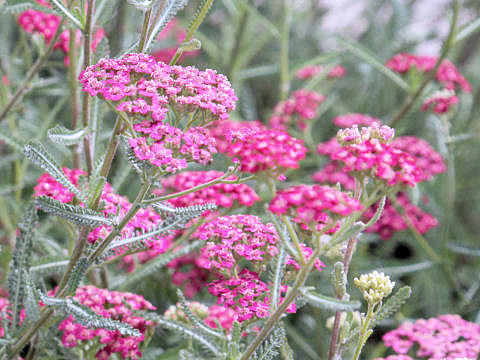 Achillea millefolium cv. Christel