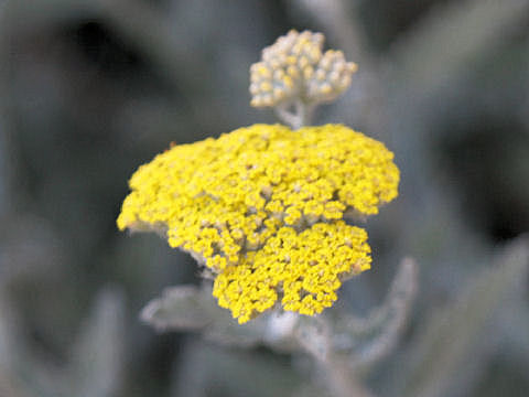 Achillea millefolium cv. Coronation Gold