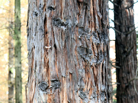 Coast Redwoodはどんな植物 Weblio辞書
