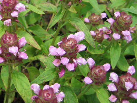 Prunella vulgaris