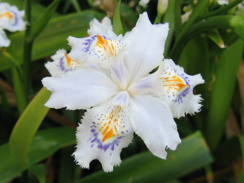 Fringed Irisはどんな植物 Weblio辞書