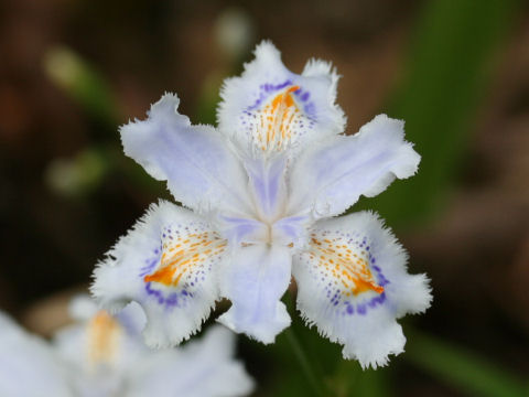 Crested Irisはどんな植物 Weblio辞書