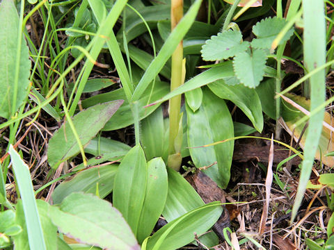 Heloniopsis orientalis