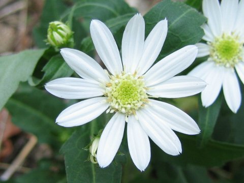 Miyamayomena koraiensis ssp. pygmaeus