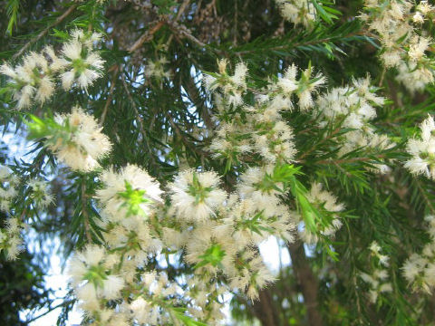 白花ブラシの木