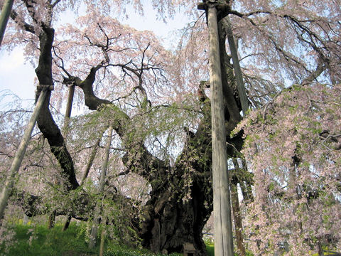 Prunus spachiana cv. Itosakura