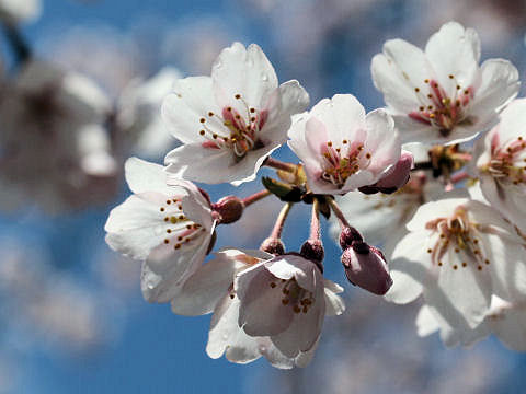 Prunus spachiana cv. Itosakura