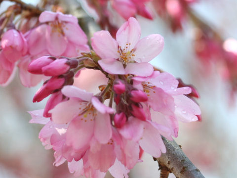 Prunus spachiana cv. Itosakura