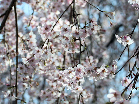 Prunus spachiana cv. Itosakura