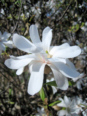 Star Magnoliaはどんな植物 わかりやすく解説 Weblio辞書