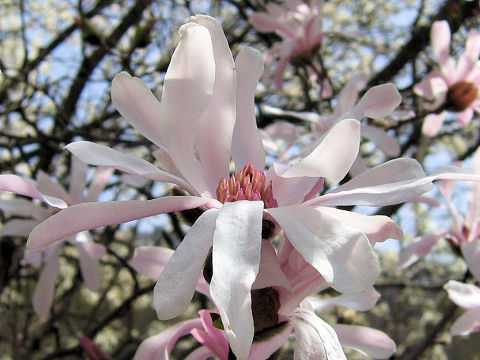 Star Magnoliaはどんな植物 Weblio辞書