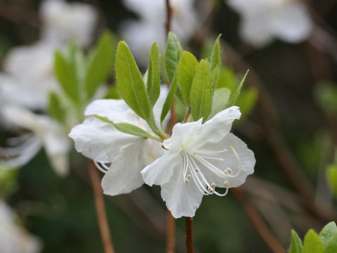 Rhododendron mucronulatum var. albiflorum