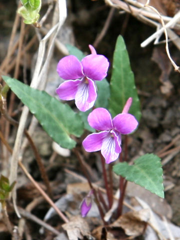 紫背菫