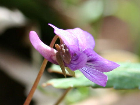 紫背菫