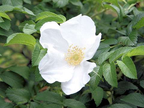 Rosa rugosa f. alba