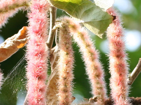 Acalypha hispida cv. Alba
