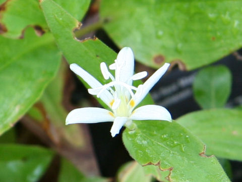 Tricyrtis hirta f. albescens