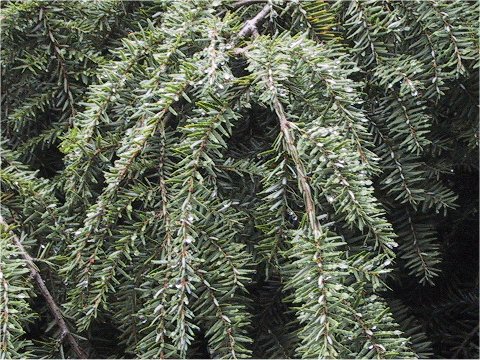 Tsuga canadensis var. pendula