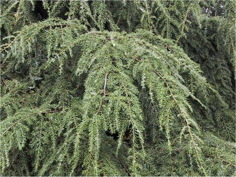 Tsuga canadensis var. pendula