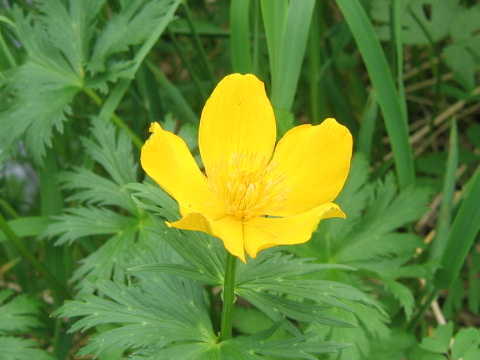 Trollius riederianus var. japonicus