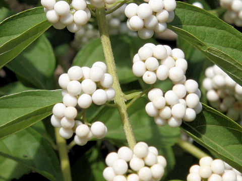 Callicarpa dichotoma var. albi-fructus