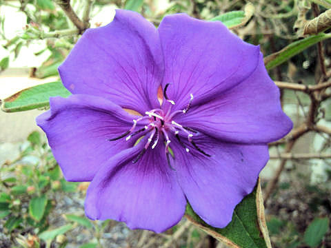 紫紺野牡丹