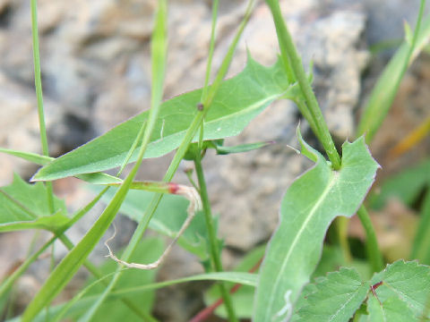 Ixeris dentata ssp. kimurana f. albescens