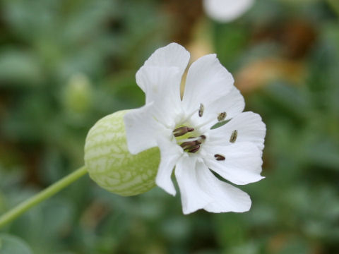 Silene maritima