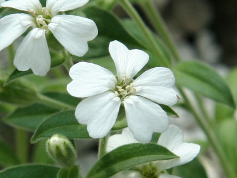 Silene sakhalinensis