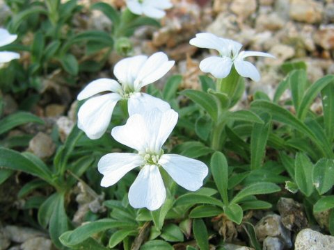 Silene sakhalinensis