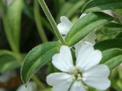 Silene sakhalinensis