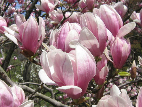Magnolia quinquepeta