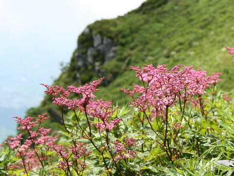 Filipendula multijuga