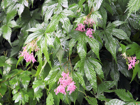 Filipendula multijuga