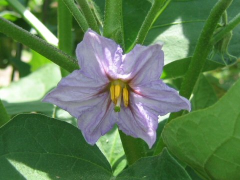 Solanum melongena var. esculentum