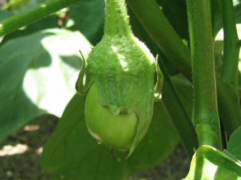 Solanum melongena var. esculentum