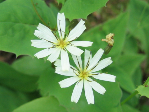 白花苦菜