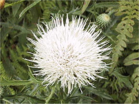Cirsium japonicum f. albiflorum