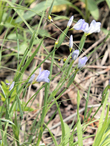 Sisyrinchium angustifolium